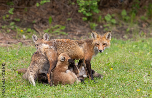 Red fox Vulpes vulpes feeding her kits in the forest in springtime in Canada 