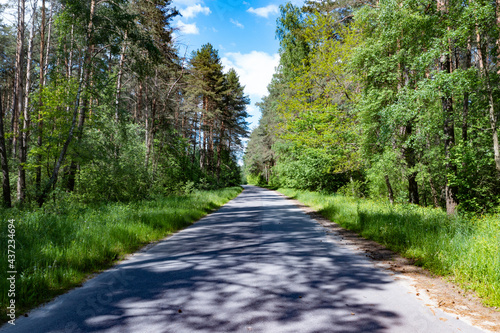 Road in a green sunny fores...