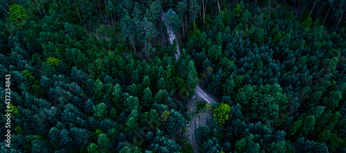 Dark gloomy forest aerial p...