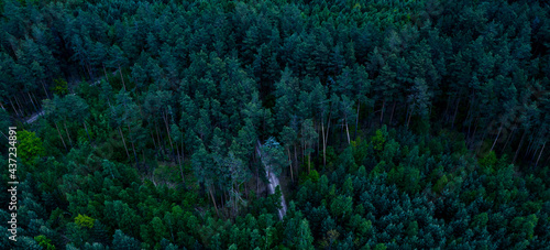 Dark gloomy forest aerial p...