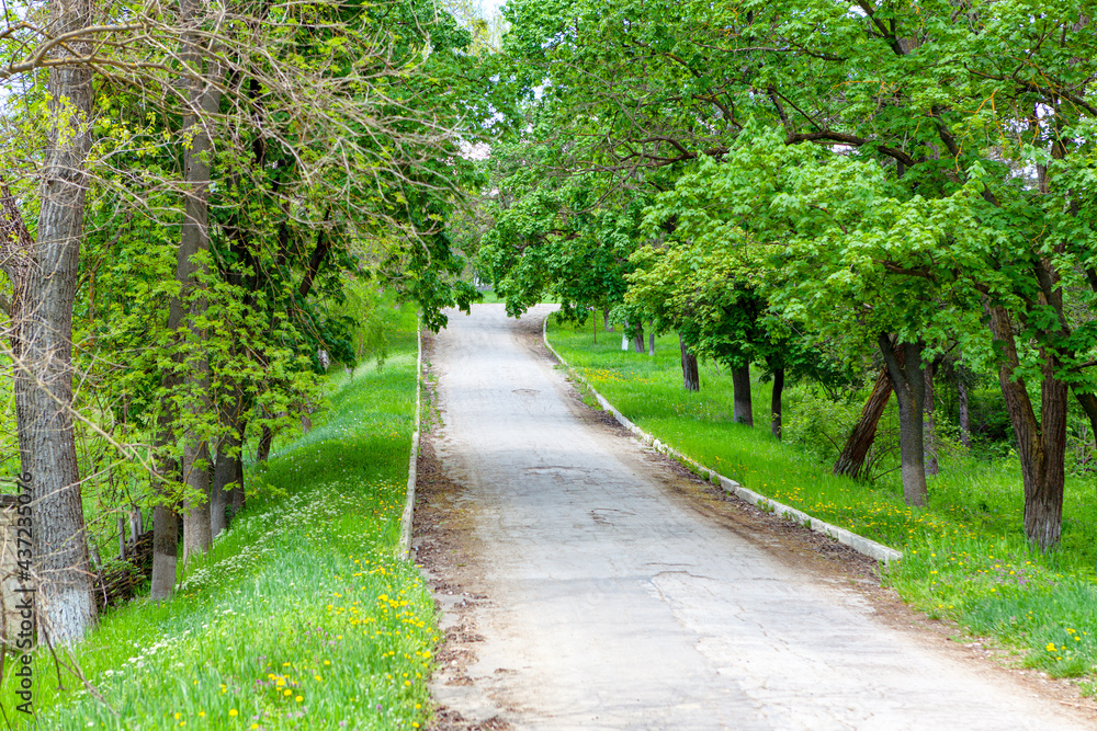 Asphalt road between trees in village . Rustic green park 