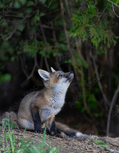 Red fox kit (Vulpes vulpes) coming out of its den deep in the forest in early spring in Canada © jimcumming88