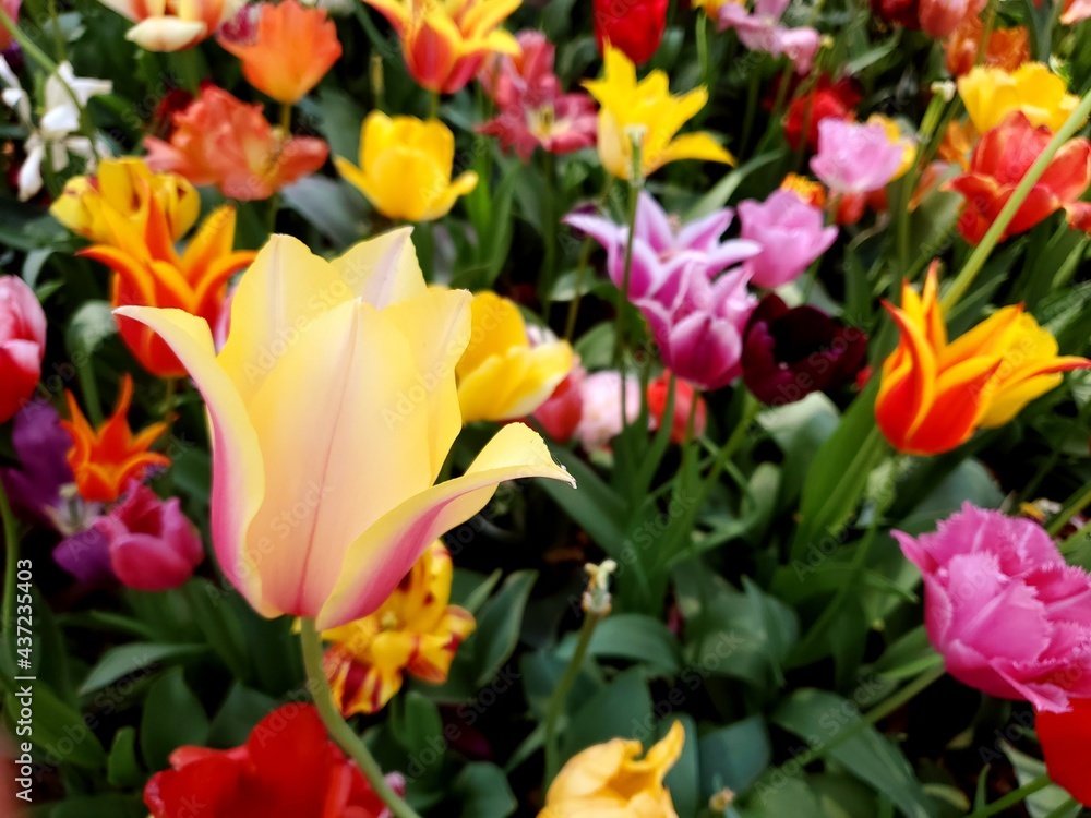 red and yellow tulips red and yellow tulips