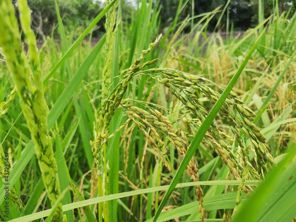 The greenish rice padi in field. Selective Focus The greenish rice padi in field. Selective Focus