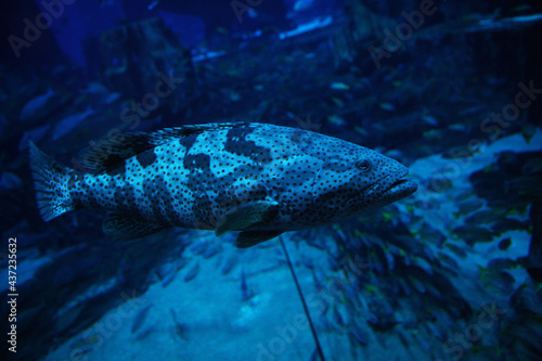 coral reef with fish