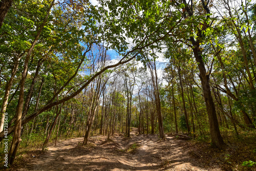 Evergreen forest along the trekking route up Phu Kradueng Mountain  Loei Province  Thailand