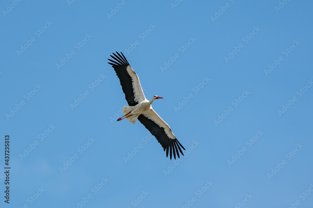 Obraz premium storch