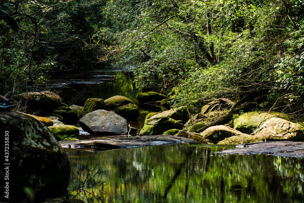 A stream during a trekking path in Phu Kradueng National Park, Loei Province, Thailand