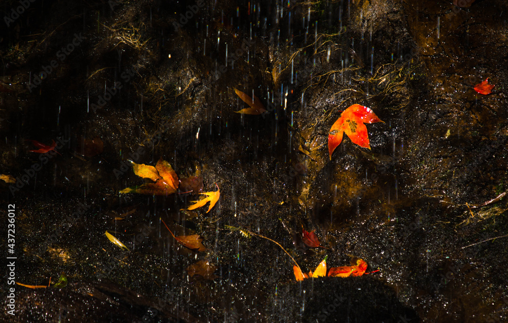 Red maple leaves near the Phen Phop Mai Waterfall on Phu Kradueng National Park, Loei Province, Thailand Red maple leaves near the Phen Phop Mai Waterfall on Phu Kradueng National Park, Loei Province, Thailand
