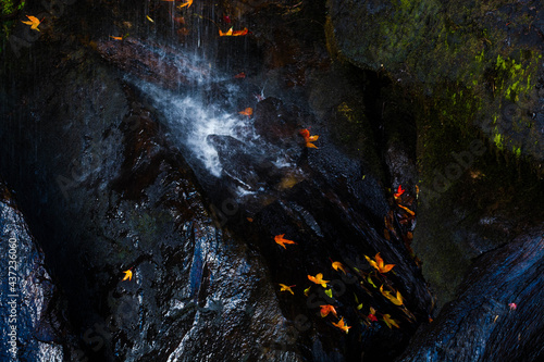 Red maple leaves near the Phen Phop Mai Waterfall on Phu Kradueng National Park, Loei Province, Thailand photo