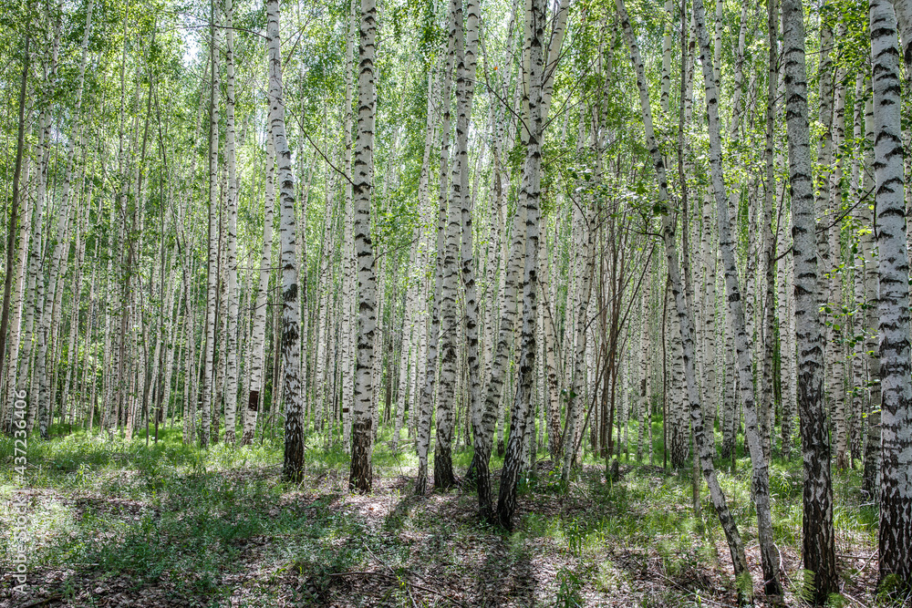 Fototapeta premium Bright birch grove on a clear sunny spring day.