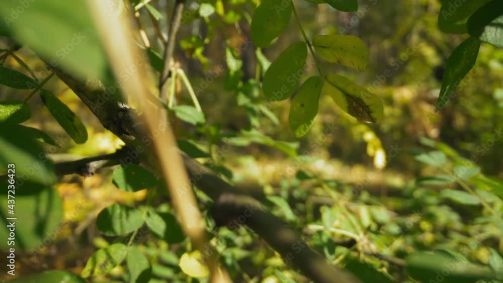 Motion through thin branches of young acacia tree with small leaves growing in spring forest on sunny day super close view wide zoom out Motion through thin branches of young acacia tree with small leaves growing in spring forest on sunny day super close view wide zoom out