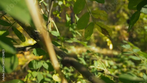 Motion through thin branches of young acacia tree with small leaves growing in spring forest on sunny day super close view wide zoom out photo