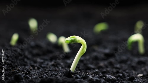 Growing plants in spring timelapse, sprouts germination from seeds, newborn bean in greenhouse agriculture, Natural beautiful concept, Alone Plant, Clean and eco-friendly photo