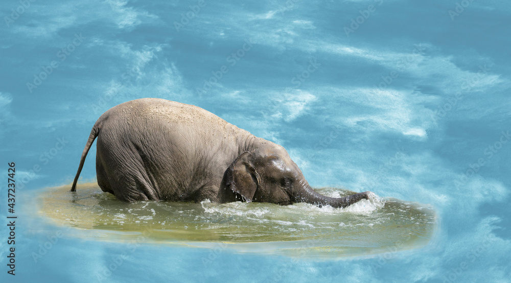 Fototapeta premium The elephant calf bathes in water