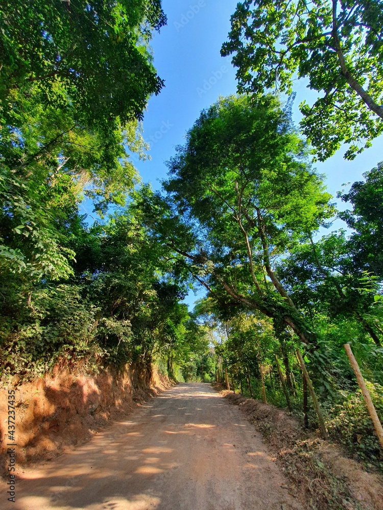 Fototapeta premium path in the forest