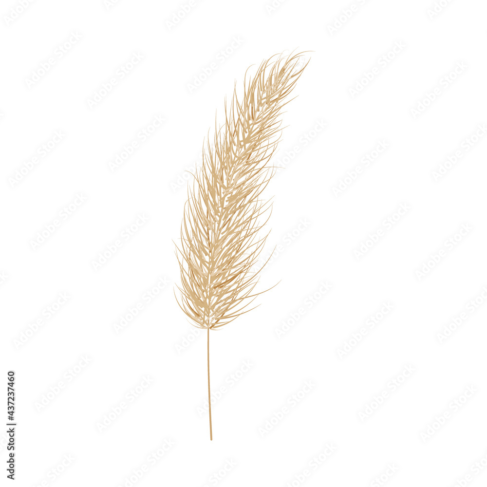 Pampas dry grass. One branch of pampas grass. Panicle, feather flower head. Vector Pampas dry grass. One branch of pampas grass. Panicle, feather flower head. Vector