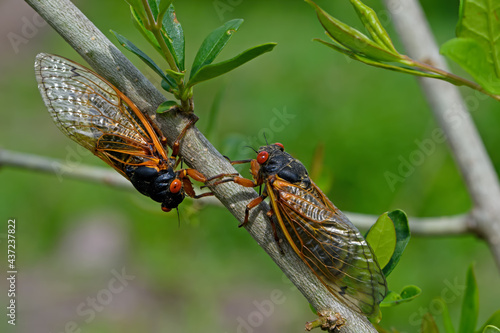 Emerged 17 year Brood X periodical cicadas. Every 17 years they tunnel up from the ground and molt into their adult form and mate.  Newly hatched cicada nymphs fall from trees and burrow into dirt.  photo