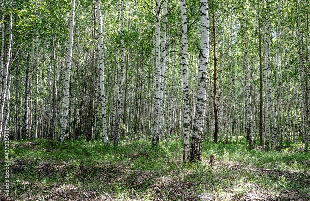 Fototapeta premium Bright birch grove on a clear sunny spring day.