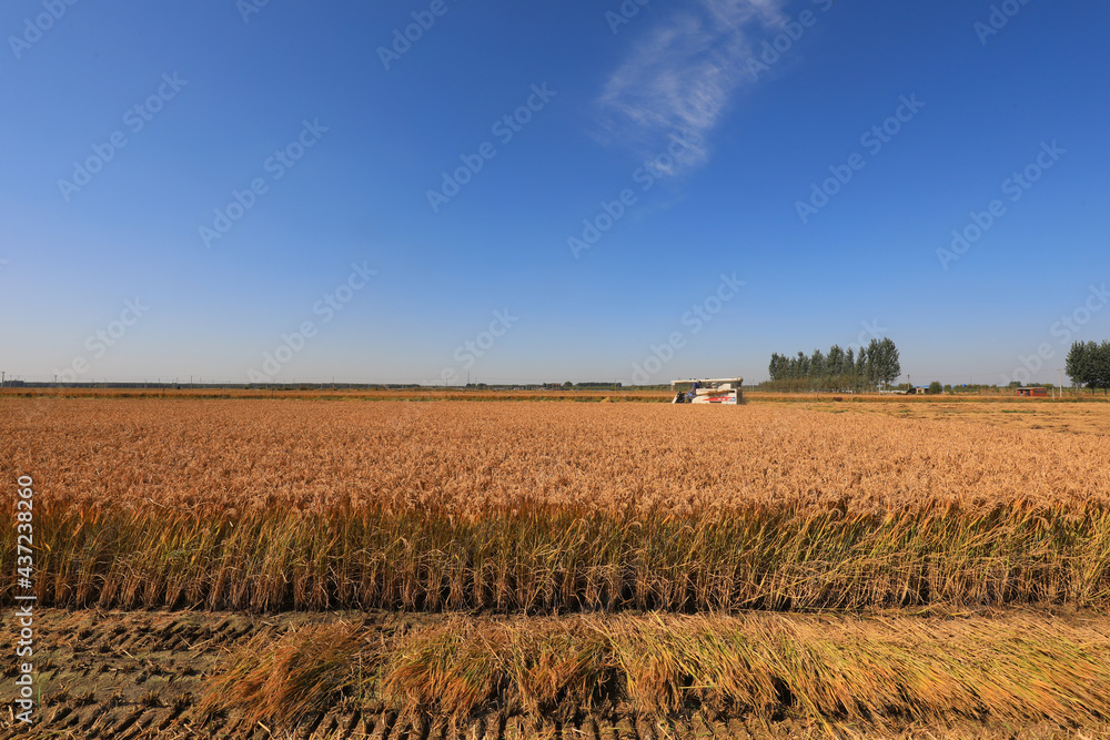 Farmers are turning and drying rice in the North China Plain