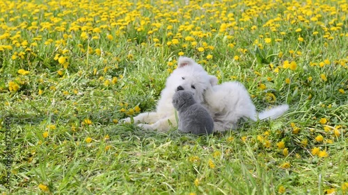 Kitten and puppy lying together on summer grass. Puppy scratching itself