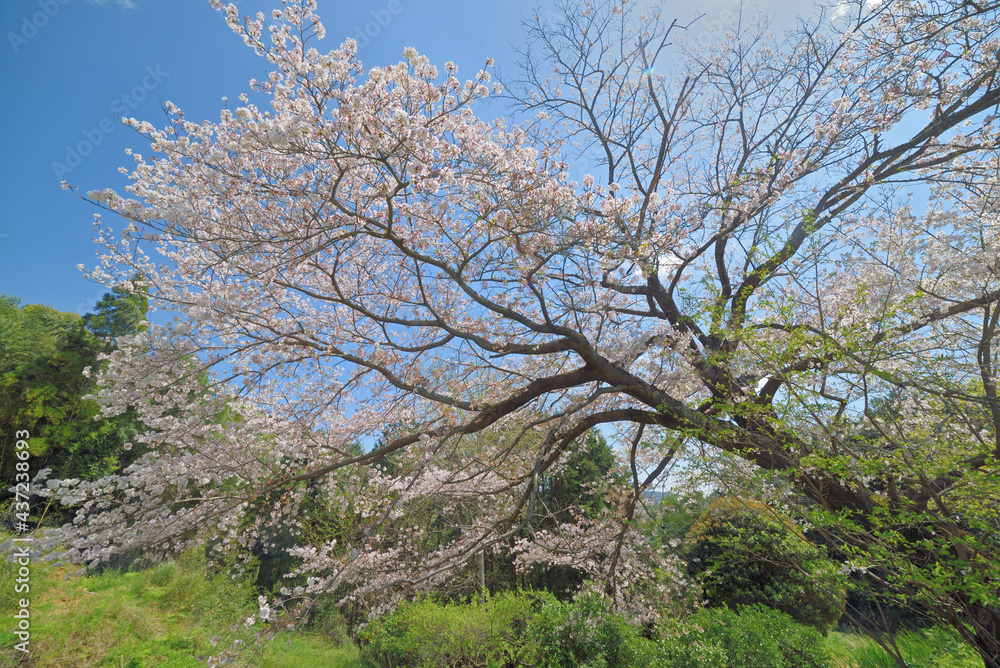 迫本の美月大桜