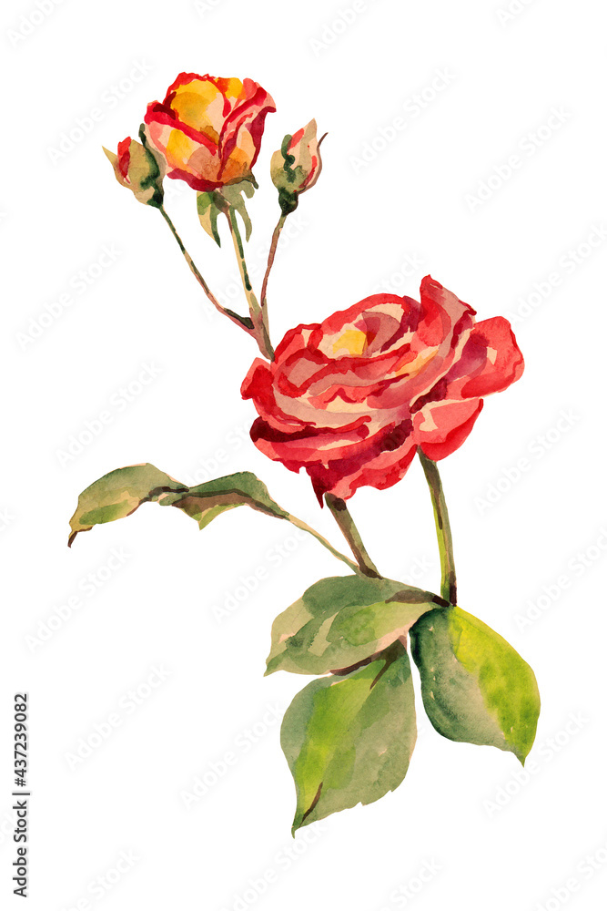 Watercolor bouquet of roses. Watercolor bouquet of roses.