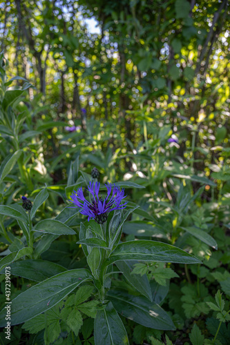 Lila Blume mit Käfern