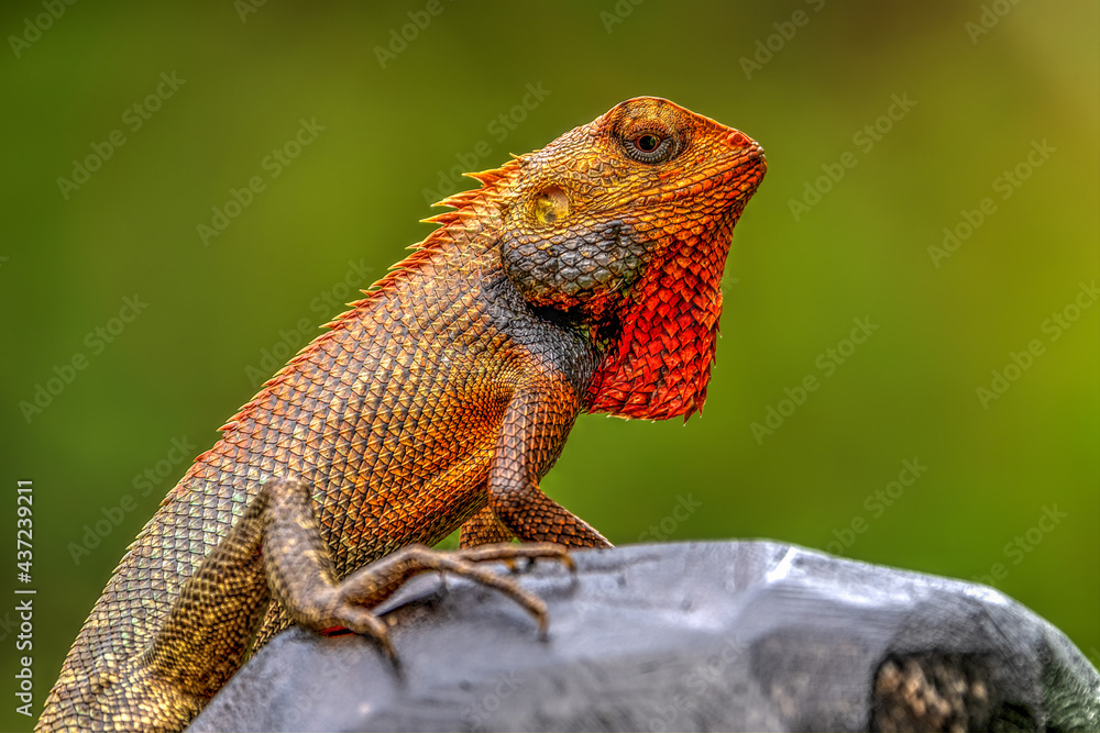 Male Oriental Garden Lizard in mating colouration Male Oriental Garden Lizard in mating colouration