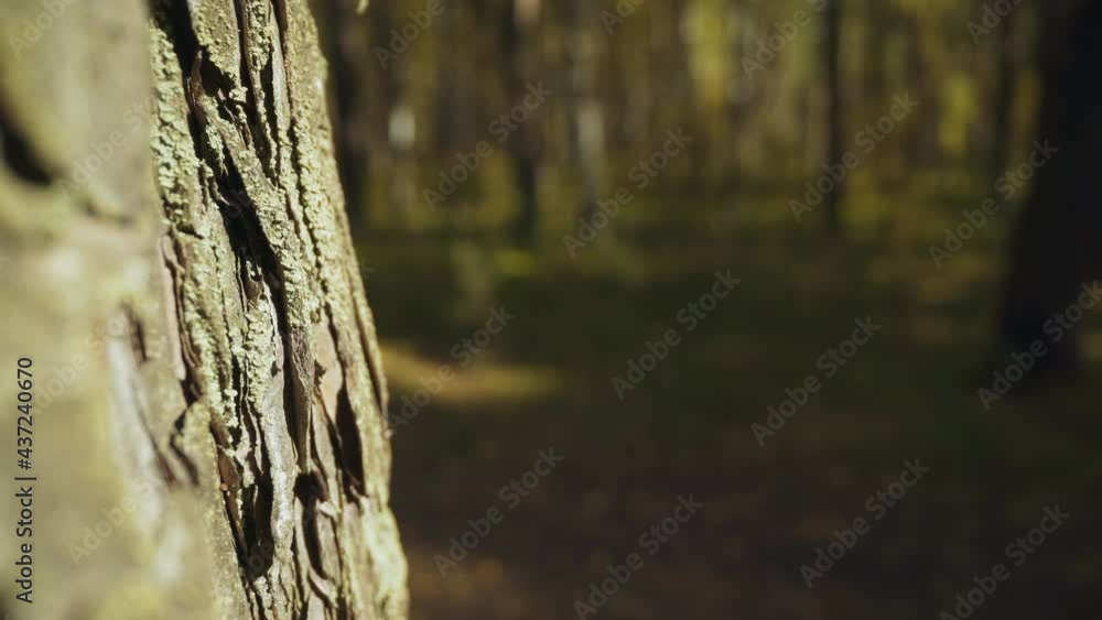 Motion past old tree with grey bark covered with green moss on blurred background in semi-dark forest super close view wide zoom out Motion past old tree with grey bark covered with green moss on blurred background in semi-dark forest super close view wide zoom out