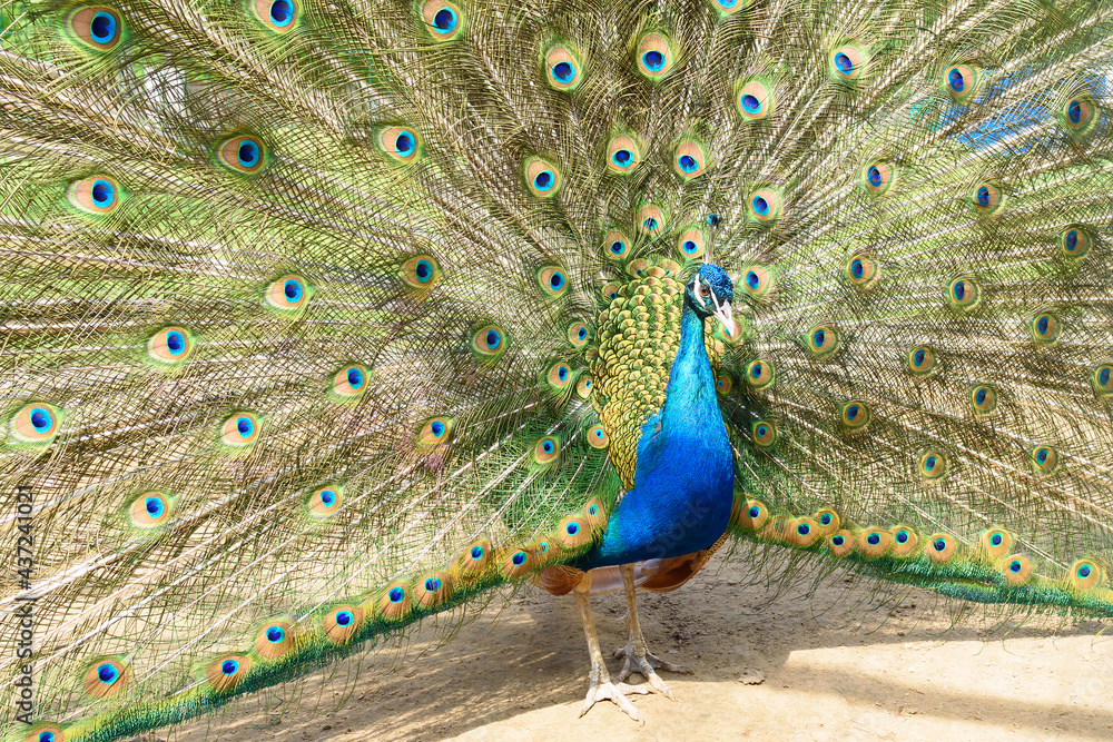 Naklejka premium Peacock