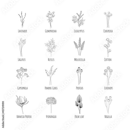 Collection of sixteen dried flowers: Lavender, Gomphrene, Eucalyptus, Craspedia, Lagurus, Ruscus, Cotton, Gypsophila, Pampas, Protea, Echinops, Banksia, Hortensia, Palma, Nigella. Editable line.