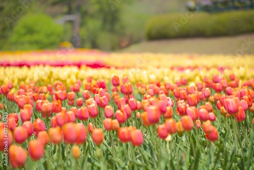 field of tulips