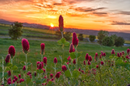 poppy field at sunset