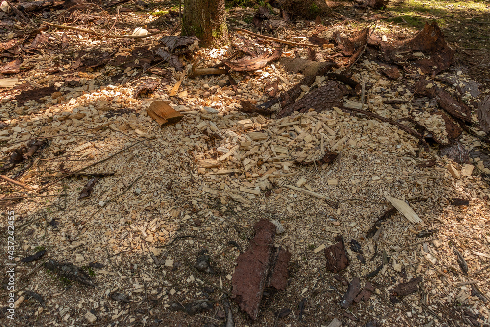 Fototapeta premium Sägemehl im Wald