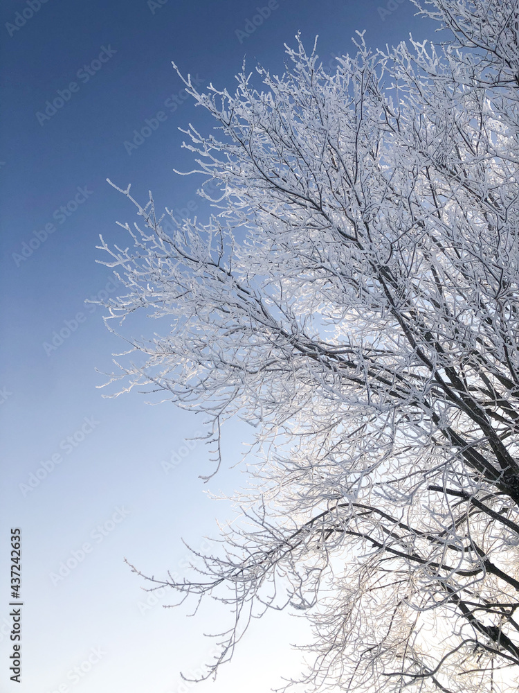 tree in snow tree in snow