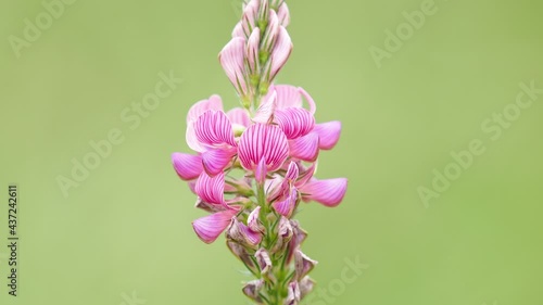 Pink flowers of sainfoin, Onobrychis viciifolia photo