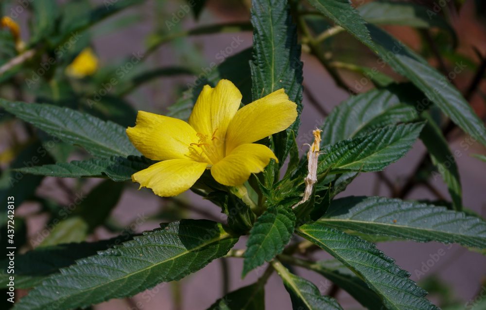 Yellow, five petaled, buttercup-like flowers bloom prolifically on the buttercup bush, also commonly called Cuban buttercup or yellow alder, Buttercup Bush Yellow, five petaled, buttercup-like flowers bloom prolifically on the buttercup bush, also commonly called Cuban buttercup or yellow alder, Buttercup Bush
