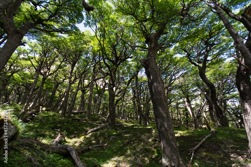 Patagonia Forest