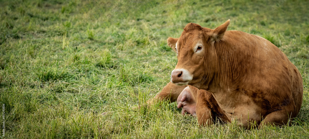 Funny animal pictures background - brown cow lies with her herd on a green meadow Funny animal pictures background - brown cow lies with her herd on a green meadow