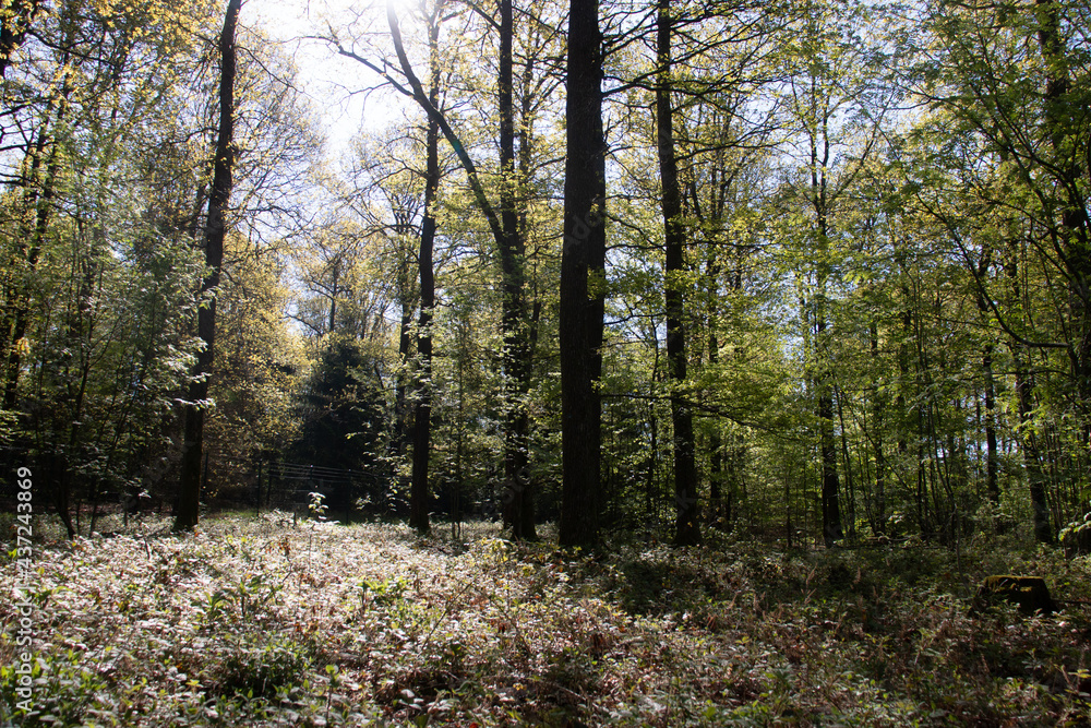 Lichtung im Wald in der Morgensonne Lichtung im Wald in der Morgensonne
