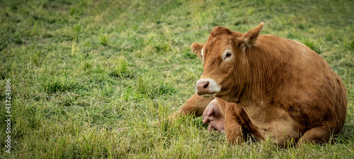 Funny animal pictures background - brown cow lies with her herd on a green meadow © Corri Seizinger
