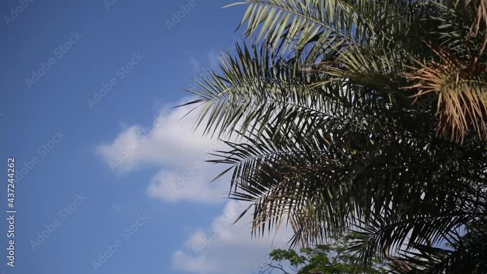 A relaxing view of a coconut tree with clouds in the background. A relaxing view of a coconut tree with clouds in the background.