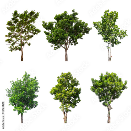 Collections big green tree isolated on white background.
