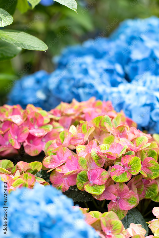 ピンクと緑の可愛いアジサイ マジカルハイドランジア コーラル とブルーの紫陽花 Stock Photo Adobe Stock ピンクと緑の可愛いアジサイ マジカルハイドランジア コーラル とブルーの紫陽花 Stock Photo Adobe Stock