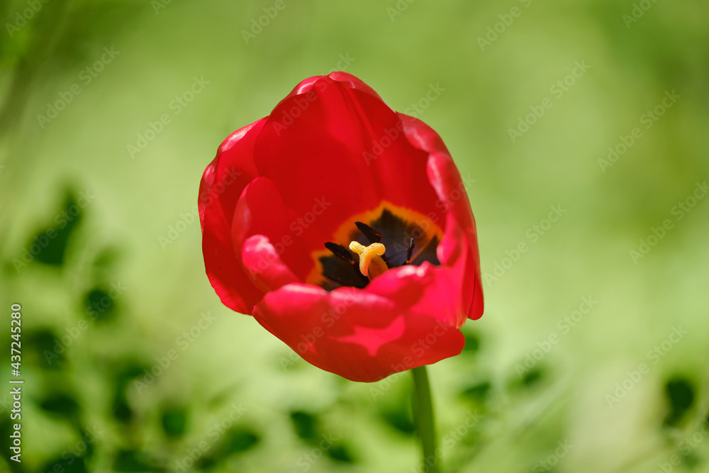 Red Tulip flower close up shot in the garden. On a bright green blured background. spring flowers background