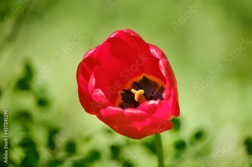 Red Tulip flower close up shot in the garden. On a bright green blured background. spring flowers background
