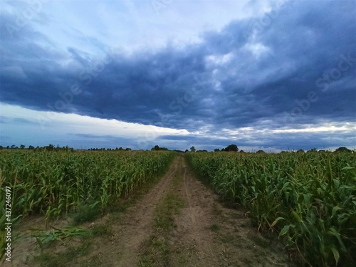 chmury kukurydza  © Tomasz