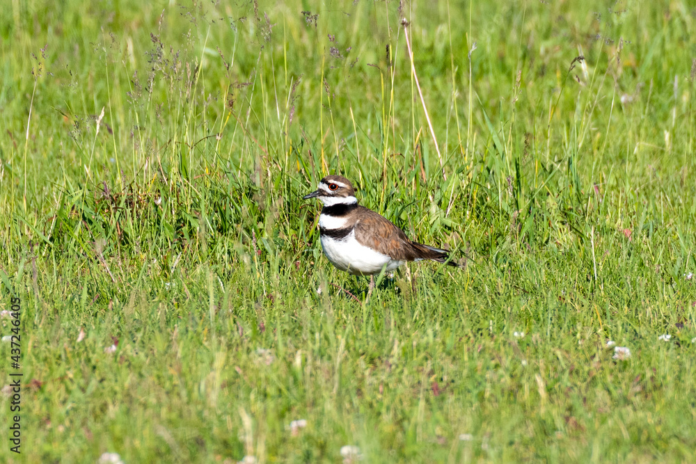 Killdeer (Charadrius vociferus) standing in a grassy farm field in Canada. This adult is patrolling the area to protect its young that are in the nearby nest. Killdeer (Charadrius vociferus) standing in a grassy farm field in Canada. This adult is patrolling the area to protect its young that are in the nearby nest.
