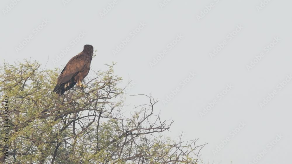 Full shot of greater spotted eagle perched on tree during winter migration in early morning light at keoladeo ghana national park or bharatpur bird sanctuary rajasthan India - Clanga clanga Full shot of greater spotted eagle perched on tree during winter migration in early morning light at keoladeo ghana national park or bharatpur bird sanctuary rajasthan India - Clanga clanga